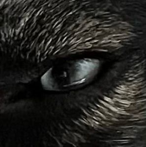 Meet your Posher, Paul